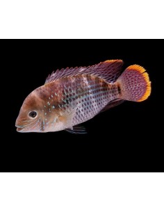 AEQUIDENS RIVULATUS 4-5 2