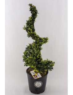 Ilex Cren Dark Green Spiraal 90/100 cm M26 Árbol Ornamental para Jardín Terraza y Patio