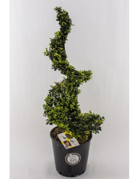 Ilex Cren Dark Green Spiraal 90/100 cm M26 Árbol Ornamental para Jardín Terraza y Patio