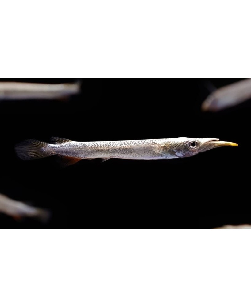 DERMOGENYS PUSILLUS 3-4CM