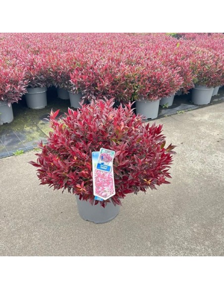Leucothoe Zeblid M32 Arbusto Ornamental para Jardín Terraza y Bordes