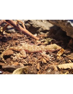 TARENTOLA ANNULARIS 2