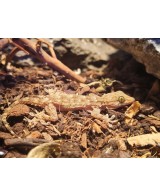 TARENTOLA ANNULARIS