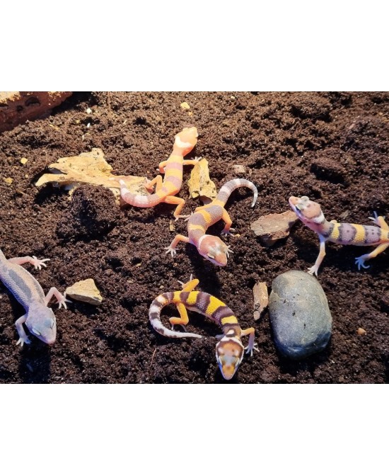 EUBLEPHARIS MACULARIS BABY