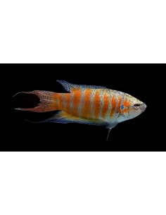 PEZ PARAISO ROJO -MACROPODUS OPERCULARIS 3.5-4CM 2