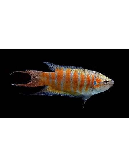 PEZ PARAISO ROJO -MACROPODUS OPERCULARIS 3.5-4CM