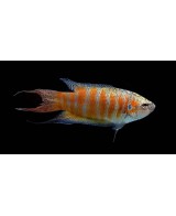 PEZ PARAISO ROJO -MACROPODUS OPERCULARIS 3.5-4CM