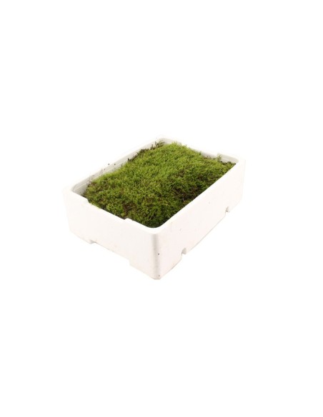 Moss Flat 2.5kg Verde Musgo Natural para Decoración Jardinería y Manualidades