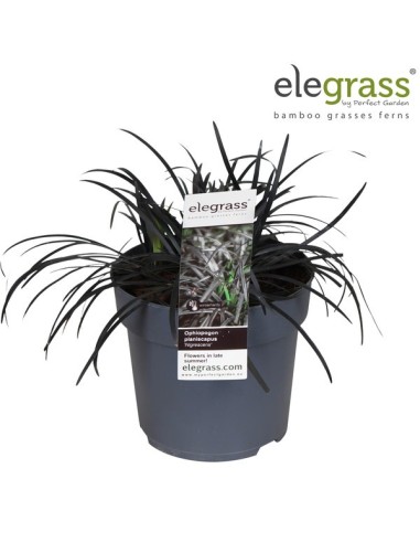 Ophiopogon Niger M14 Morado Planta Ornamental Follaje Decorativa Jardines Terrazas