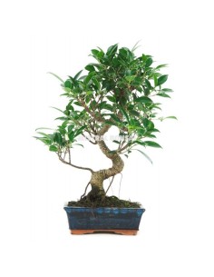 Bonsái Ficus Retusa 8 años | Interior Elegante y Fácil de Cuidar | Endanea Garden