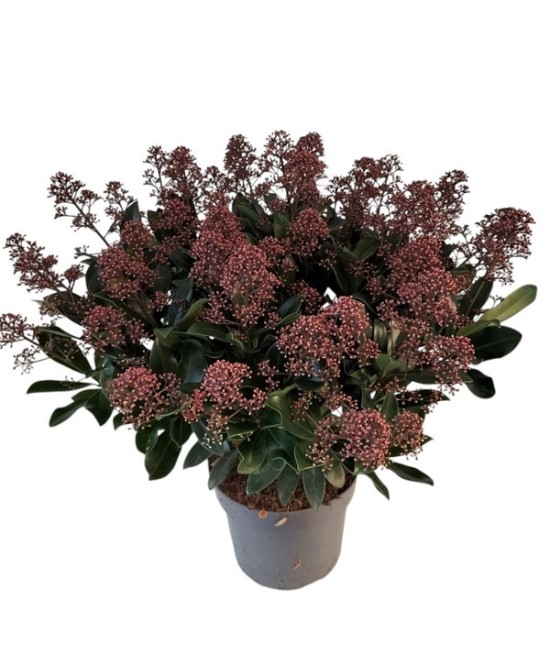 Skimmia Jap Rubella 50+M19 Rojo Oscuro Arbusto Ornamental para Jardín y Terraza