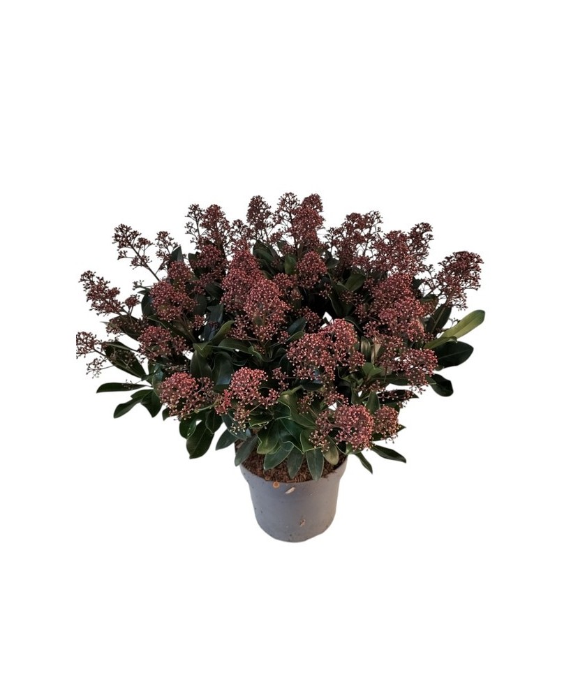 Skimmia Jap Rubella 50+M19 Rojo Oscuro Arbusto Ornamental para Jardín y Terraza