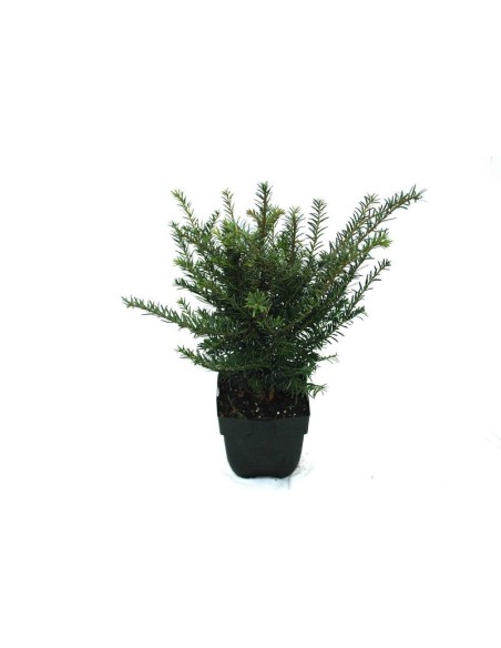 Taxus Baccata M17 Árbol Ornamental Verde Intenso para Jardines y Terrazas