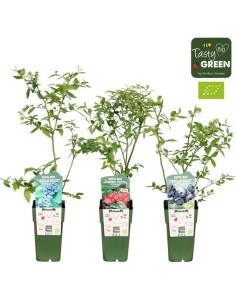 Vaccinium Cor Mix Bio M15 Arbusto Frutal Ornamental y Comestible para Jardín y Terraza