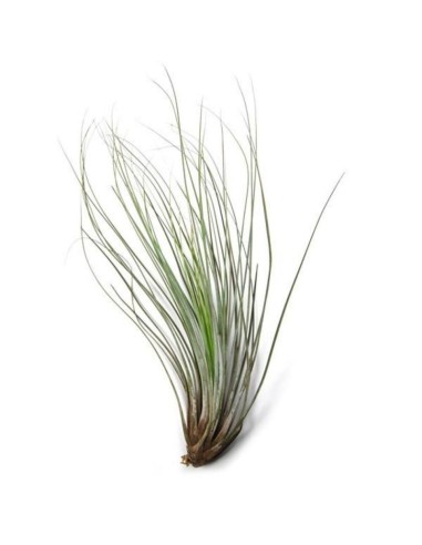 Tillandsia Juncea XL planta ornamental epífita para interiores y exteriores
