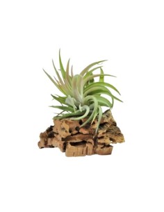 Tillandsia Brachycaulos Abdita XL Planta Epífita Ornamental de Interior y Exterior