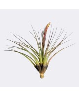 Tillandsia Melanocrater Tricolor XL planta epífita ornamental decorativa y de fácil cuidado