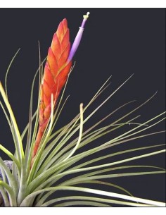 Tillandsia Melanocrater Tricolor XL planta epífita ornamental decorativa y de fácil cuidado 2