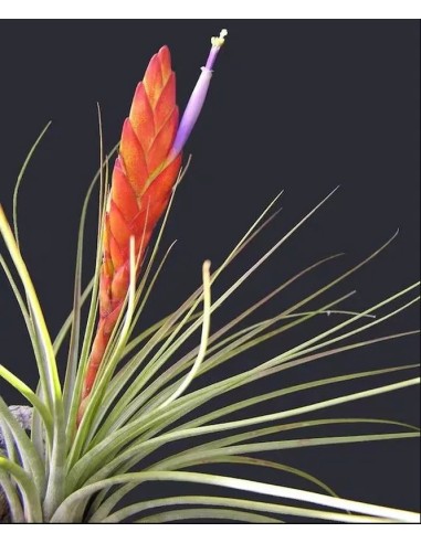 Tillandsia Melanocrater Tricolor XL planta epífita ornamental decorativa y de fácil cuidado