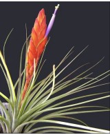 Tillandsia Melanocrater Tricolor XL planta epífita ornamental decorativa y de fácil cuidado