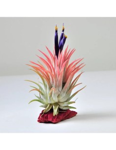 Tillandsia Lonantha Lonantha XL Planta Epífita Ornamental de Interior y Exterior