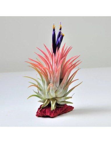 Tillandsia Lonantha Lonantha XL Planta Epífita Ornamental de Interior y Exterior