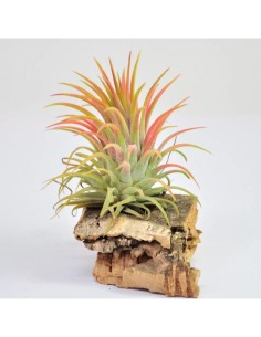 Tillandsia Lonantha Lonantha XL Planta Epífita Ornamental de Interior y Exterior 2