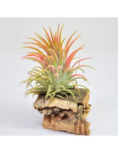 Tillandsia Lonantha Lonantha XL Planta Epífita Ornamental de Interior y Exterior