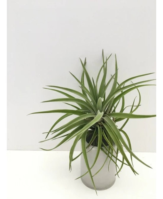 Tillandsia Velutina Medium planta epífita ornamental para interiores y exteriores
