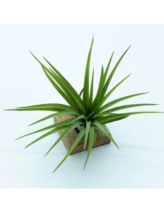Tillandsia Velutina Medium planta epífita ornamental para interiores y exteriores 2