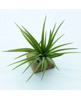 Tillandsia Velutina Medium planta epífita ornamental para interiores y exteriores