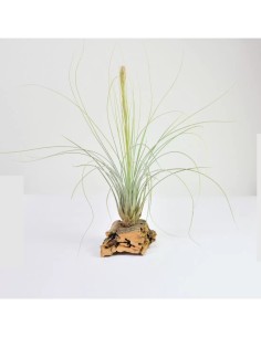Tillandsia Juncea Medium planta ornamental epífita para interiores y exteriores
