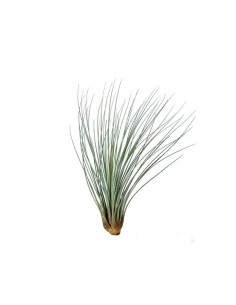 Tillandsia Juncea Medium planta ornamental epífita para interiores y exteriores 2
