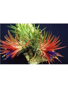 Tillandsia Lonantha Lonantha Medium Planta Epífita Ornamental Natural y Exótica 2