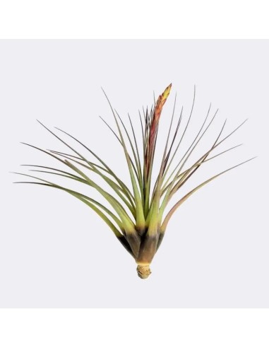 Tillandsia Melanocrater Tricolor Medium planta epífita ornamental para interiores y exteriores