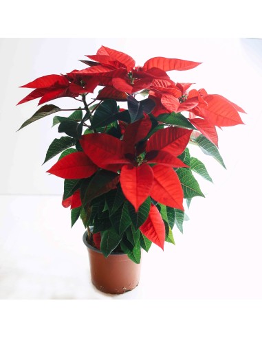 Poinsettia M11 KM0 Compacta y de Producción Local en Endanea Garden