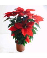 Poinsettia M11 KM0 Compacta y de Producción Local en Endanea Garden