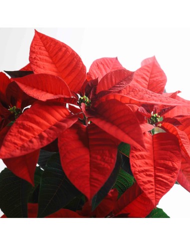 Poinsettia M11 KM0 Compacta y de Producción Local en Endanea Garden