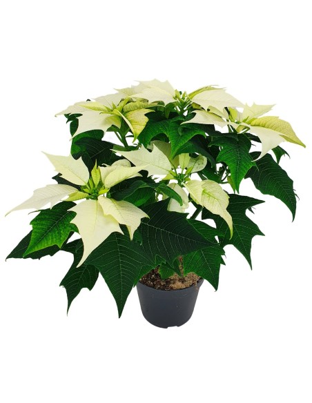 Poinsettia M11 KM0 Compacta y de Producción Local en Endanea Garden