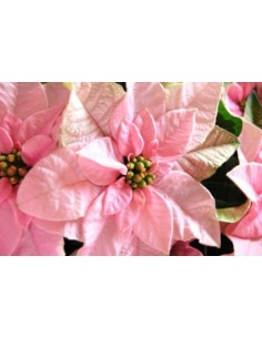 PRINCETTIA M14 KM0 2