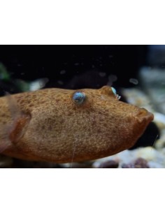 TETRAODON MIURUS ROJO 8-9CM 2