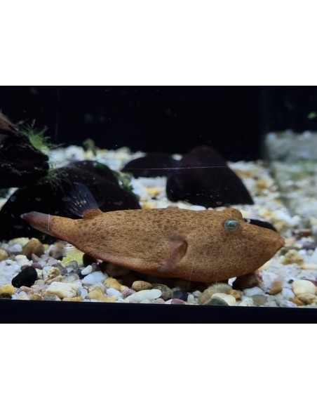 TETRAODON MIURUS ROJO 8-9CM