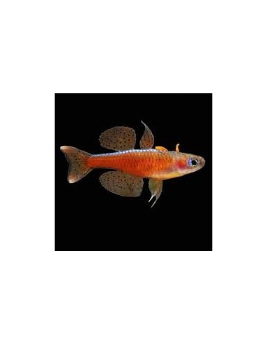 PSEUDOMUGIL PASKAI M