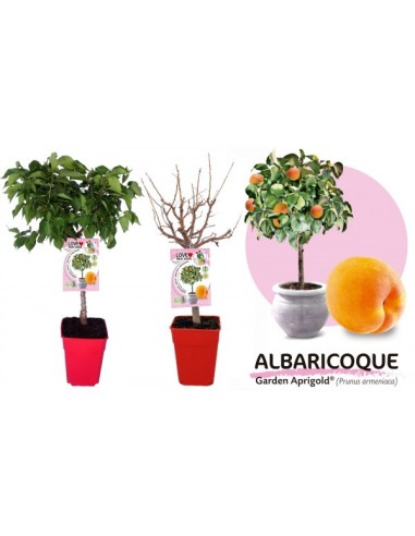 Albaricoque Enano Garden Aprigold 7L Prunus armeniaca para Jardines Pequeños