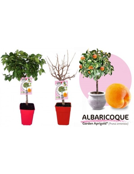 Albaricoque Enano Garden Aprigold 7L Prunus armeniaca para Jardines Pequeños