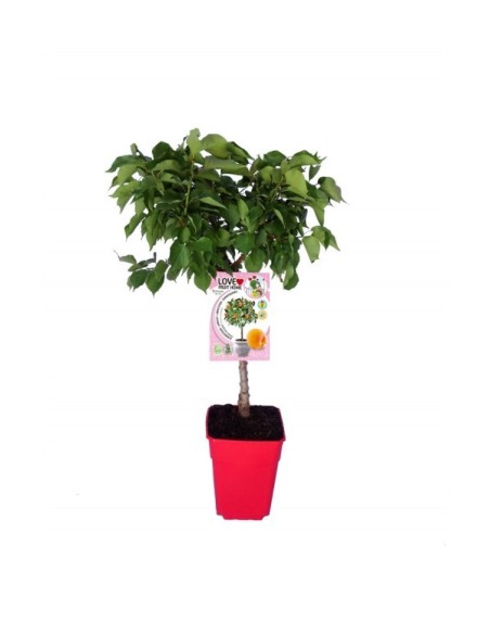Albaricoque Enano Garden Aprigold 7L Prunus armeniaca para Jardines Pequeños