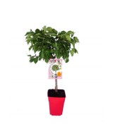Albaricoque Enano Garden Aprigold 7L Prunus armeniaca para Jardines Pequeños