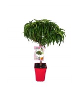 Melocotonero Enano Amber Diamond 7L Prunus persica para Terrazas y Jardines Pequeños