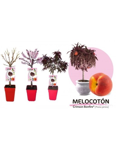 Melocotonero Enano Crimson Bonfire 7L Prunus persica para Terrazas y Jardines Pequeños