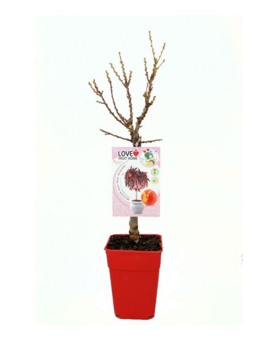 Melocotonero Enano Crimson Bonfire 7L Prunus persica para Terrazas y Jardines Pequeños